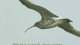 Curlew Capers and song [upl. by Ahsiele346]