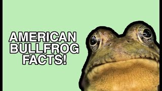 American Bullfrog Facts [upl. by Raclima]