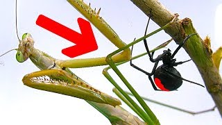 Deadly Spider Vs Giant Praying Mantis Part 1 Educational Spider Study [upl. by Irrek867]