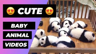 The Cutest Baby Animals In The World 🔴 1 Minute Animals [upl. by Jemina]