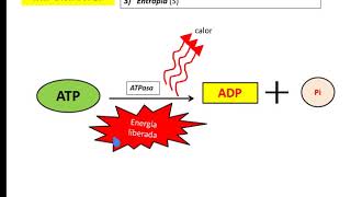 BIOENERGETICA  BIOQUIMICA energía libre entalpía entropía [upl. by Aronel]