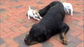 Jack Russell Puppies Playing [upl. by Graybill364]