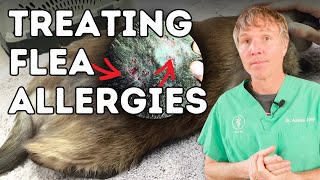 Flea Allergies in Dogs and Cats [upl. by Lyns]