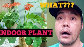 JATROPHA PODAGRICA BUDDHA BELLY PHILIPPINE GINSENG CAN BE AN INDOOR PLANT [upl. by Enomor]