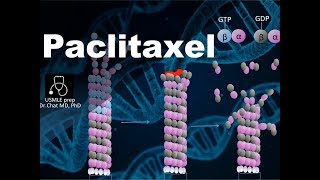 Paclitaxel Mechanism of action⑦ [upl. by Alphard]