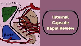 Internal Capsule Rapid Review [upl. by Germano]