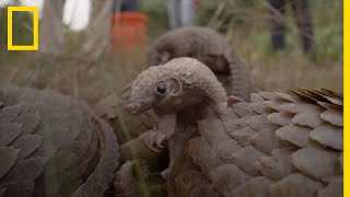 REPORTAGE Le pangolin mammifère le plus braconné au monde [upl. by Arny660]