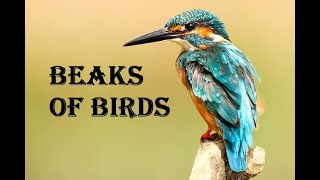 TYPES OF BEAKS IN BIRDS [upl. by Aihsei831]