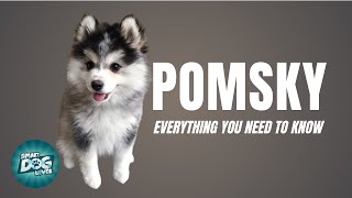 Pomsky Dog Breed Guide  Dogs 101  Pomeranian Husky Mix [upl. by Mihe]