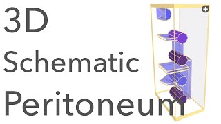 Peritoneum  3D Schematic Anatomy amp Relations [upl. by Shanly]