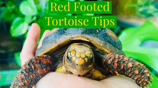 Red Footed Tortoise Tips [upl. by Levy]