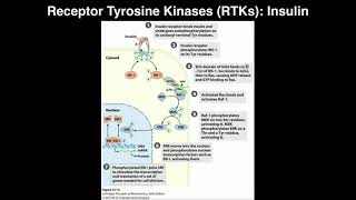 Biosignaling  Receptor Tyrosine Kinases amp Insulin [upl. by Zailer]