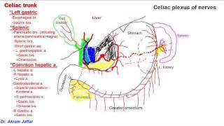 Anatomy of celiac trunk [upl. by Eiduam61]