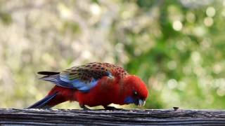 Crimson Rosellas  Take 2 [upl. by Opiuuk]