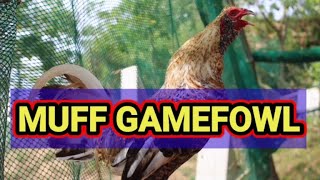 MUFF GAMEFOWL [upl. by Hanschen261]