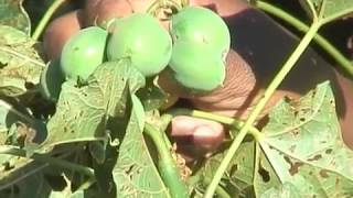 Biodiesel production using Jatropha plant [upl. by Tomasina]