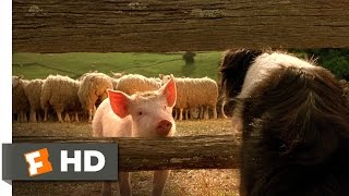 Babe the New Sheepdog  Babe 49 Movie CLIP 1995 HD [upl. by Marena]