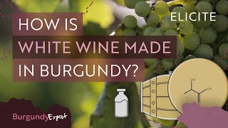 White Winemaking In Burgundy Explained [upl. by Monroy]