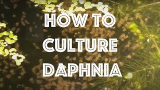 How To Culture Daphnia Magna [upl. by Kecaj]