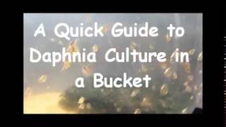 How to culture daphnia outside [upl. by Yerggoeg]