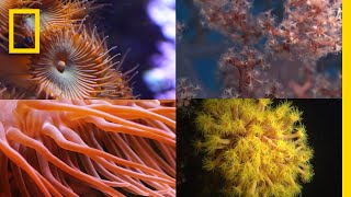 Coral Reefs 101  National Geographic [upl. by Eula]