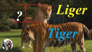 How big Liger is compare to lion and tiger [upl. by Engelbert]