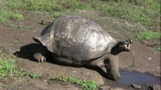 Growling Galapagos giant tortoise [upl. by Darrin702]