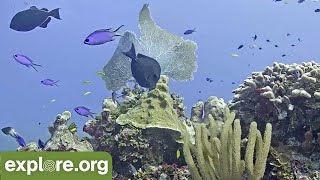 Cayman Reef Cam powered by EXPLOREorg [upl. by Ahens]