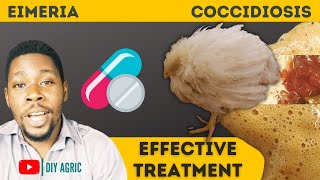 Coccidiosis  Brown and Bloody Poop  How to Treat Coccidiosis Symptoms in Chicken [upl. by Anecusa]