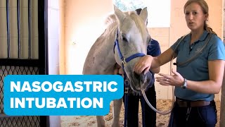 Equine Training Nasogastric Intubation [upl. by Nyrrat248]