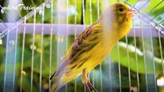 Canary s most powerful song for training [upl. by Narah658]