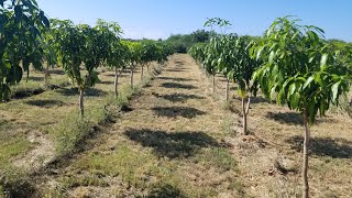 The mango loa project Ultra high density plantation uhdp mango orchard [upl. by Bowne]