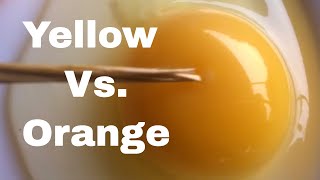 What Makes Yellow VS Orange Yolks [upl. by Guibert]