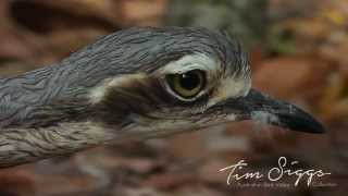 Bush Stone Curlew  Burhinus grallarius  HD Video Clip 1 Australian Bird Media [upl. by Yespmed]