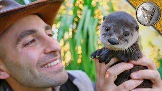 Cutest Baby Otter EVER [upl. by Limann]