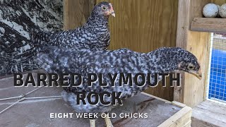 Barred Plymouth Rock 8WeekOld Chicks [upl. by Yleoj]