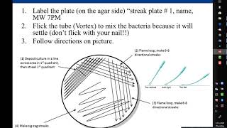 Lab 14 Streak Plate [upl. by Mure]