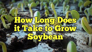 How Long Does it Take to Grow Soybean [upl. by Durant244]