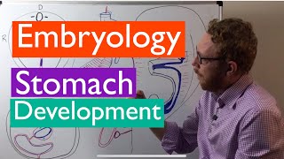 Stomach development  Embryology [upl. by Akeemaj]