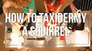 How to Taxidermy a Squirrel [upl. by Silvestro]