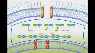 Penicillin Mechanism of Action animation video [upl. by Philis359]