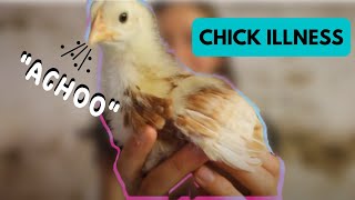 Chick Illness Coccidiosis amp SNEEZING Week 3 Raising Chicks [upl. by Ayenet]