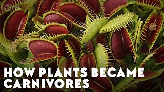 How Plants Became Carnivores [upl. by Asilej]