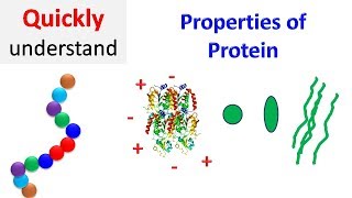 Properties of proteins  Protein Properties [upl. by Jessy206]