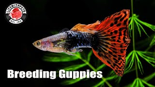 How to Breed Guppies STEP by STEP [upl. by Adnoyek]