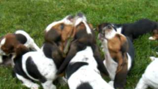 Basset Hound puppies howling [upl. by Maletta]