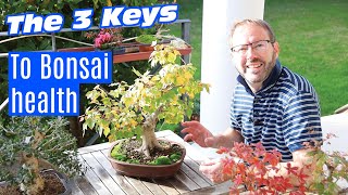 Bonsai care  How to keep your bonsai healthy forever [upl. by Francoise]