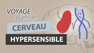 Comment fonctionne le CERVEAU dun HYPERSENSIBLE [upl. by Chemaram]