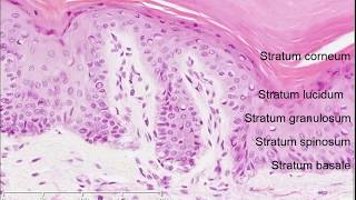 Medical School Histology Basics  Blood [upl. by Talia]