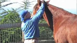 Equine Massage Basic Techniques [upl. by Ahsad170]